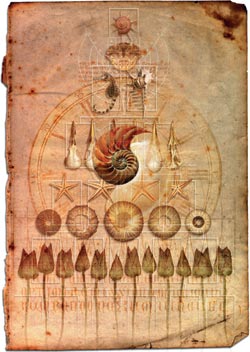 Обложка для книги о нумерологии, в которой Кэтрин Мак-Интайр отразила систематичность мира, расположив предметы по принципу генеалогического древа