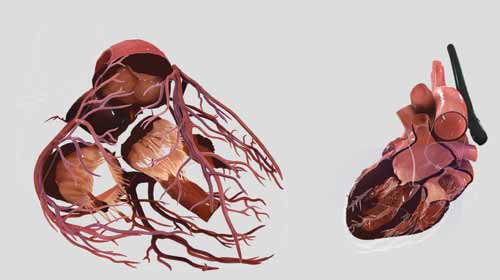 Трехмерная модель демонстрирует анатомию и функции сердца очень точно. Врачи, заглянувшие в разрез, чтобы рассмотреть сердце, увидели то же самое, что и во время операции. Heart Works (Glassworks)