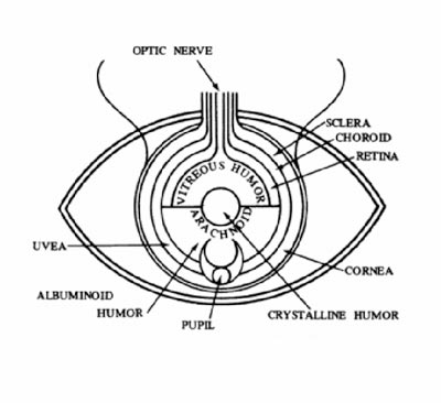 Рис. 4. Анатомия человеческого глаза по Хунаину