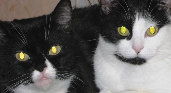 Рис. 3. Исходное изображение кошек с очень яркими бликами в глазах (а) и результат выделения зрачков и модификации границ областей выделения (б)
