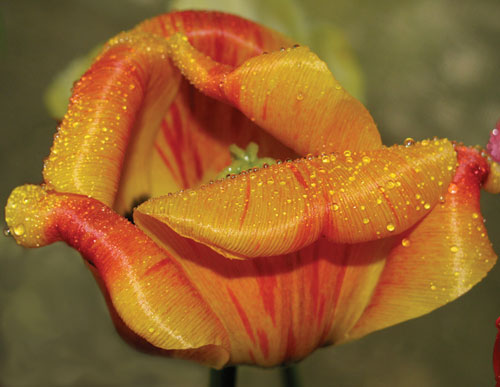 Рис. 6. Исходное изображение тюльпана (a) и результат его перекраски