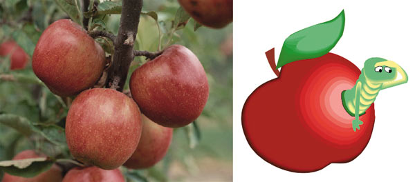 Рис. 8. Исходная фотография (а) и векторное изображение яблока с червяком (б)