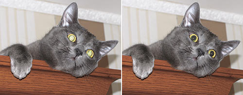 Рис. 7.  Исходная фотография (слева) и результат коррекции кошачьих глаз